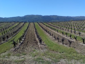 Rick Hammersley Walks by the Vineyards in Sonoma Valley
