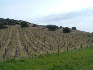 Sonoma Vineyards