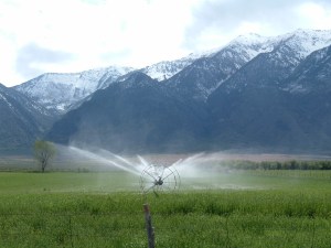 Sprinklers, Meadows & Mountains