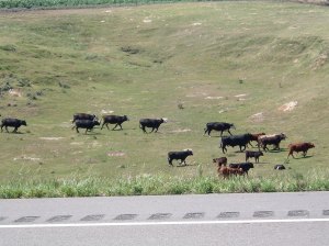 Cattle Call in Nebraska